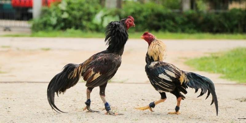 Đá Gà Thabet - Sân Chơi Rực Lửa Với Phần Thưởng Đẳng Cấp